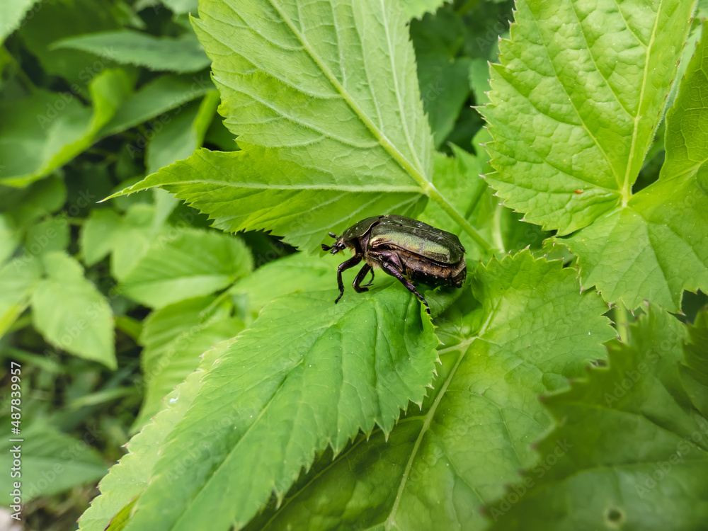 Macro shot of beautiful, metallic, shiny green and copper beetle (Protaetia cuprea) on green leaf in summer