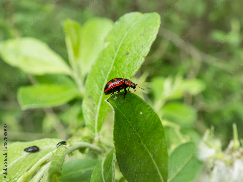 Macro shot of broad-shouldered leaf beetle (Gonioctena viminalis) walking on a green leaf Macro shot of broad-shouldered leaf beetle (Gonioctena viminalis) walking on a green leaf