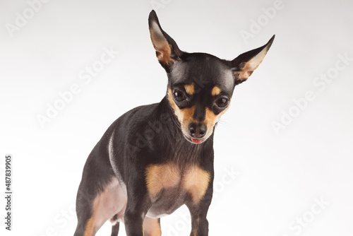 Toy Terrier dog photo portrait. Toy-terrier shows the tongue. © Victoria