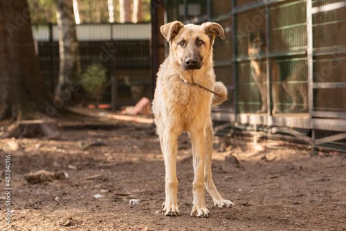 Portrait of a big red mongrel dog in a shelter for stray dogs