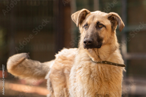 Portrait of a big red mongrel dog in a shelter for stray dogs