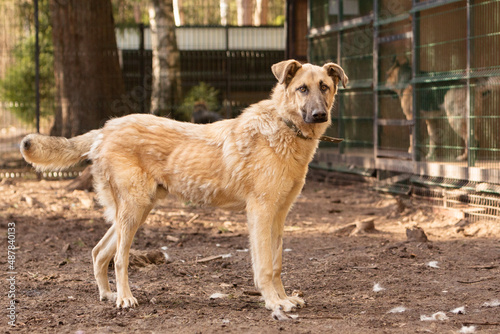 Portrait of a big red mongrel dog in a shelter for stray dogs © София Дудова