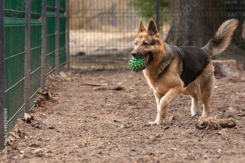 A black-and-red German Shepherd dog in a dog shelter plays ball