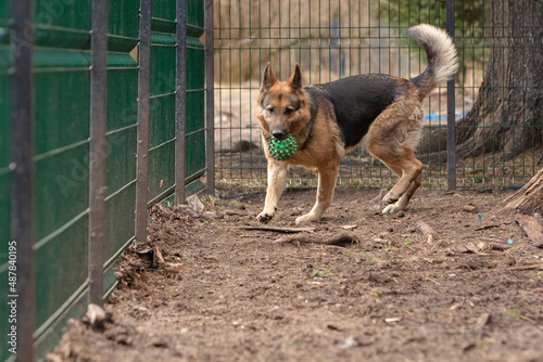 A black-and-red German Shepherd dog in a dog shelter plays ball