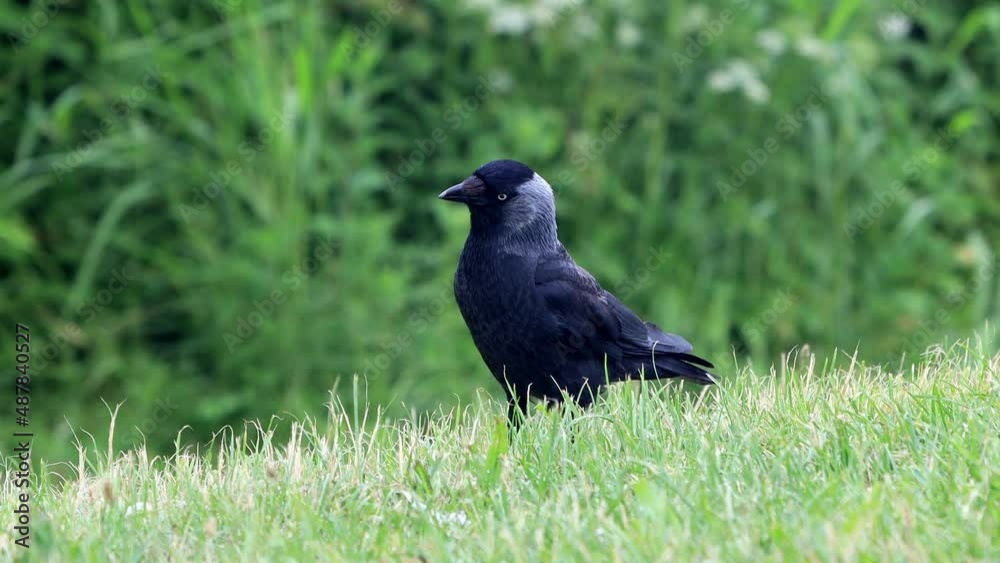 jackdaw, close up bird western crow
jackdaw, close up bird western crow