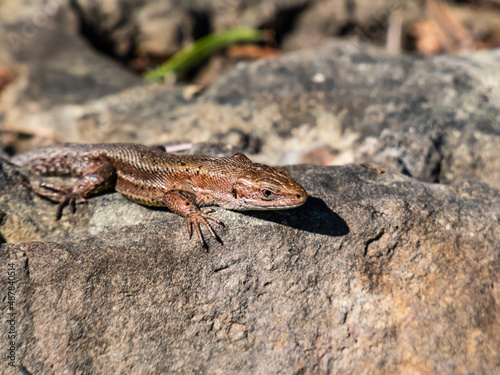 Viviparous lizard or common lizard (Zootoca vivipara) with detached tail sunbathing in the brigth sun on rock. Detailed view of head and eye