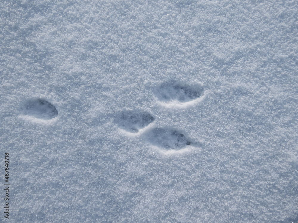 Footprints of paws of the European hare or brown hare (Lepus europaeus) on ground covered with snow in winter Footprints of paws of the European hare or brown hare (Lepus europaeus) on ground covered with snow in winter