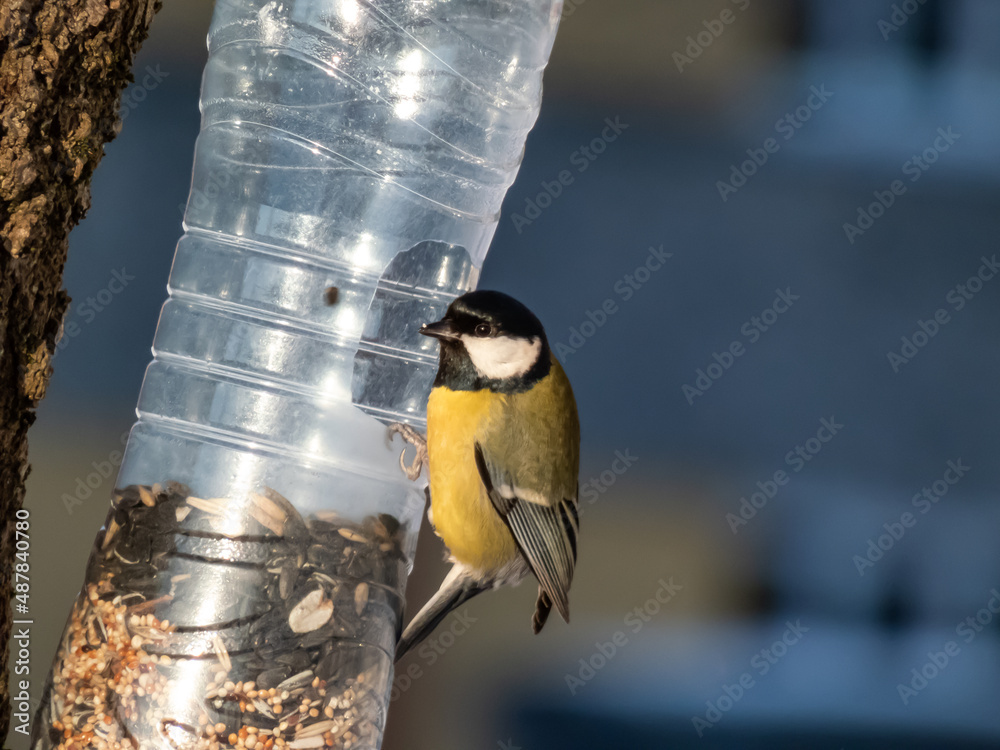 The Great tit (Parus major) visiting bird feeder made from reused plastic  bottle with grains in
