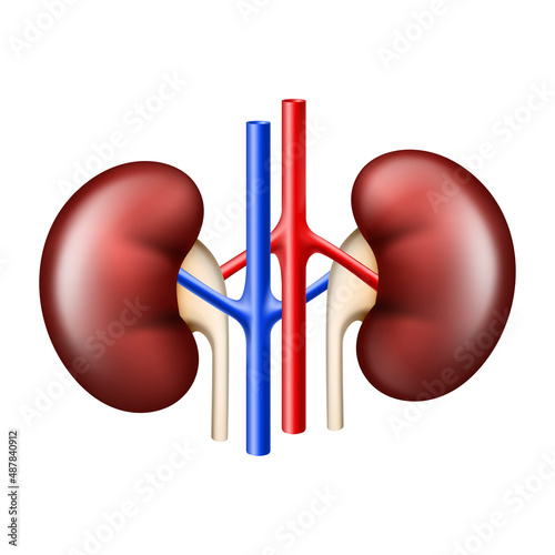 Realistic Kidney anatomy structure. Urinary system organ. Vector illustration