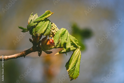 Photography Beautiful closeup view of spring chestnut (Castanea) tree buds and young leaves