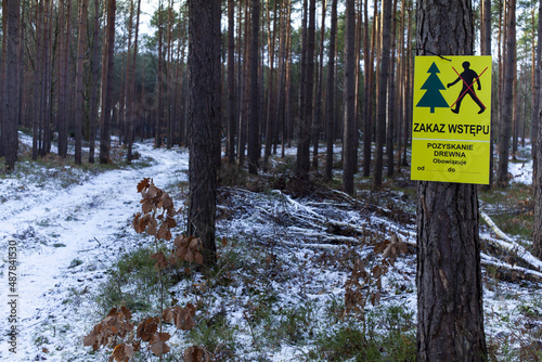 Fototapeta Naklejka Na Ścianę i Meble -  Wycinka drzew w lesie sosnowym 