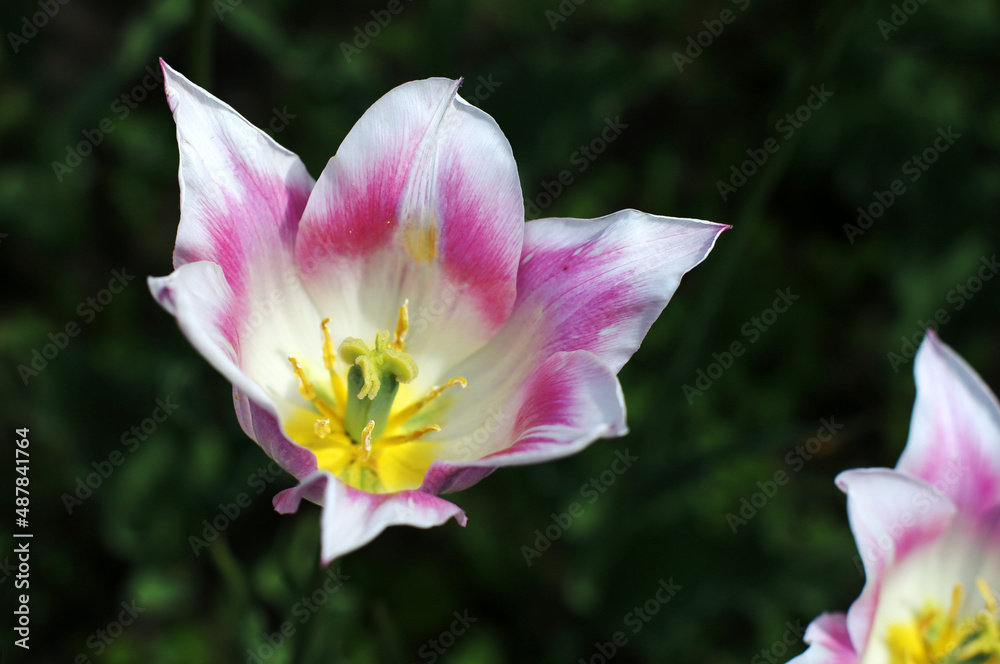 multi-colored blooming tulip flowers, different varieties, growing in a meadow in early spring