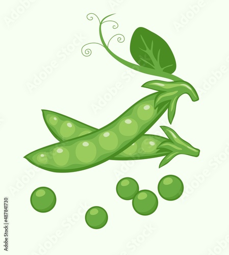 vector pods of green peas and scattered pea beans