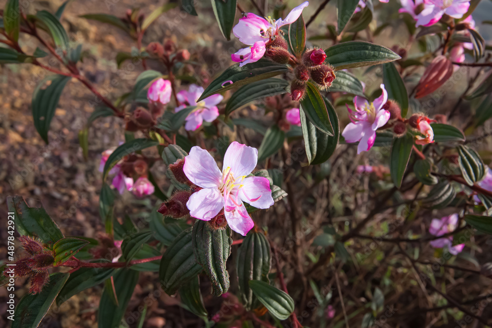 Melastoma flowers in the morning still have dew on the petals Melastoma flowers in the morning still have dew on the petals