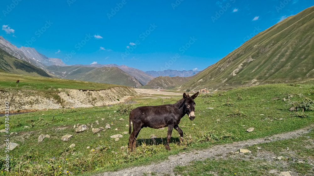 A donkey walking next to the Terek (Tergi) river in the Truso Valley near the Ketrisi Village Kazbegi District,Mtskheta in the Greater Caucasus Mountains,Georgia.Ketrisi village and Zakagori Fortress.