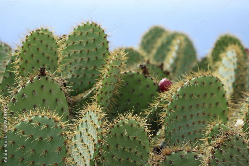 cactus in front of the ocean cactus in front of the ocean