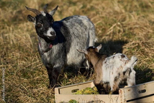 goat looks at goat-hit, which stands in a wooden box full of lettuce © T_Star
