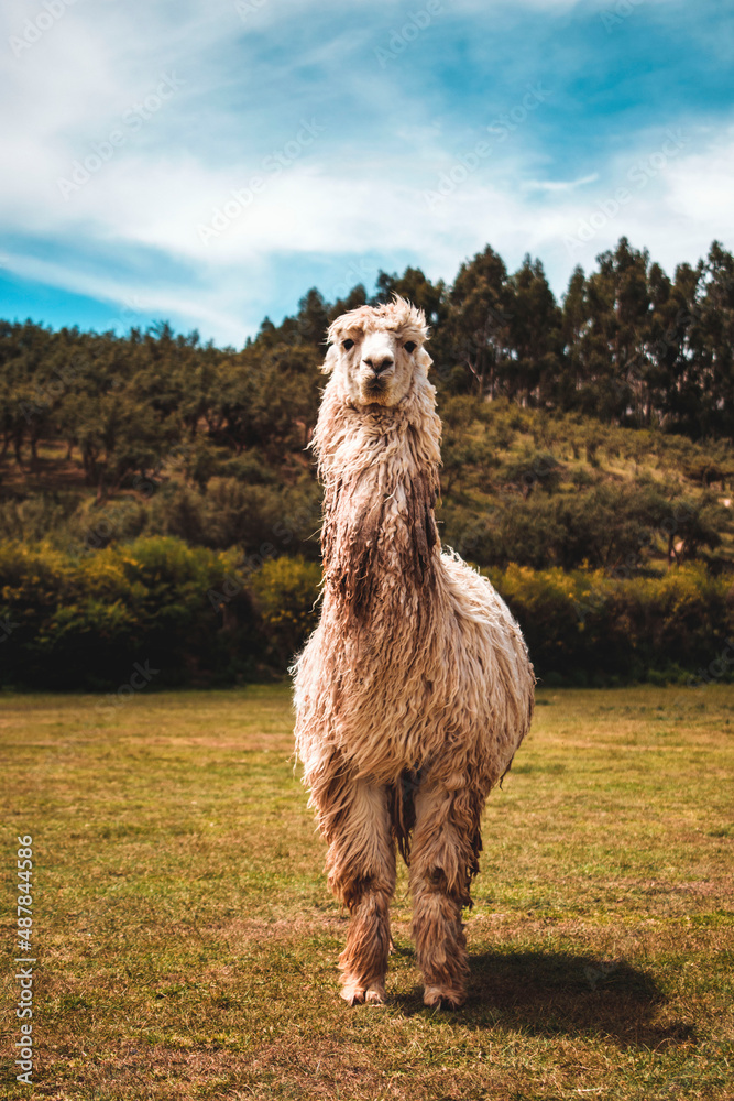 Fototapeta premium Retrato de una linda Alpaca en Cusco, Perú