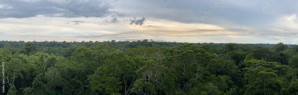 panorama rainforest madre de dios