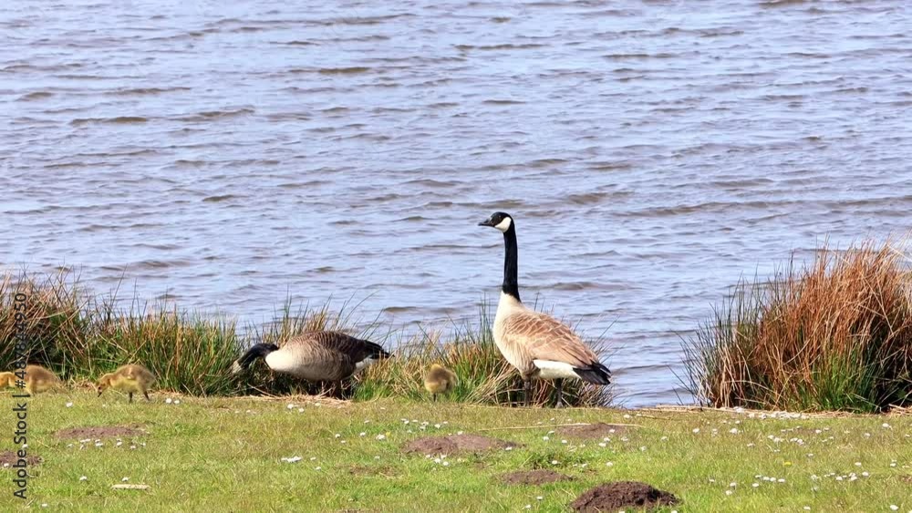 Canada Geese with her Chicks at a lake, Nature reserve
Canada Geese with her Chicks at a lake, Nature reserve