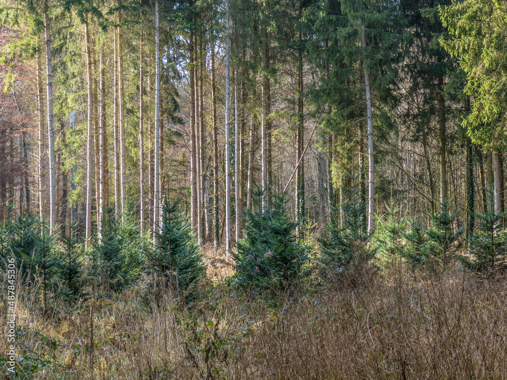 Wiederaufforstung durch Neuanpflanzung im Mischwald Wiederaufforstung durch Neuanpflanzung im Mischwald