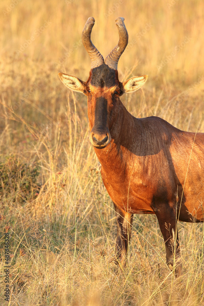 Red Hartebeest, Addo Elephant National Park Red Hartebeest, Addo Elephant National Park