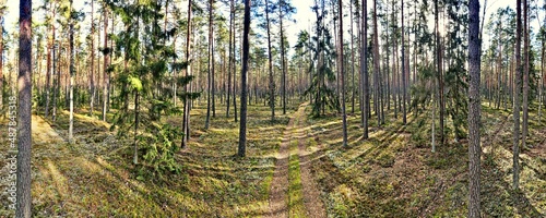 Fototapeta Naklejka Na Ścianę i Meble -  Wide panorama landscape of pine forest on a bright sunny winter day.