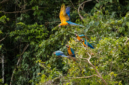 Blue-and-yellow macaw (Ara ararauna) flying in peruvian amazonas rainforest in madre de dios