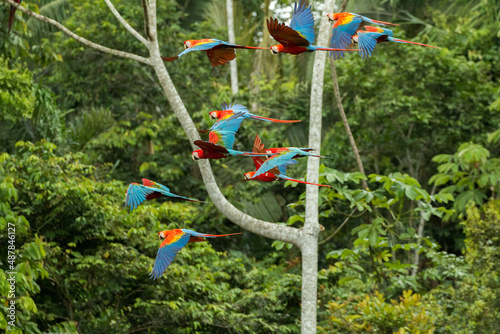 Green-winged macaw and scarlet macaw flying in rainforest in Manu National Park close to Tambopata at Chuncho Clay Lick Peru photo