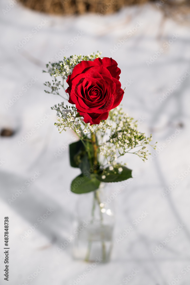 Fototapeta premium red rose in snow
