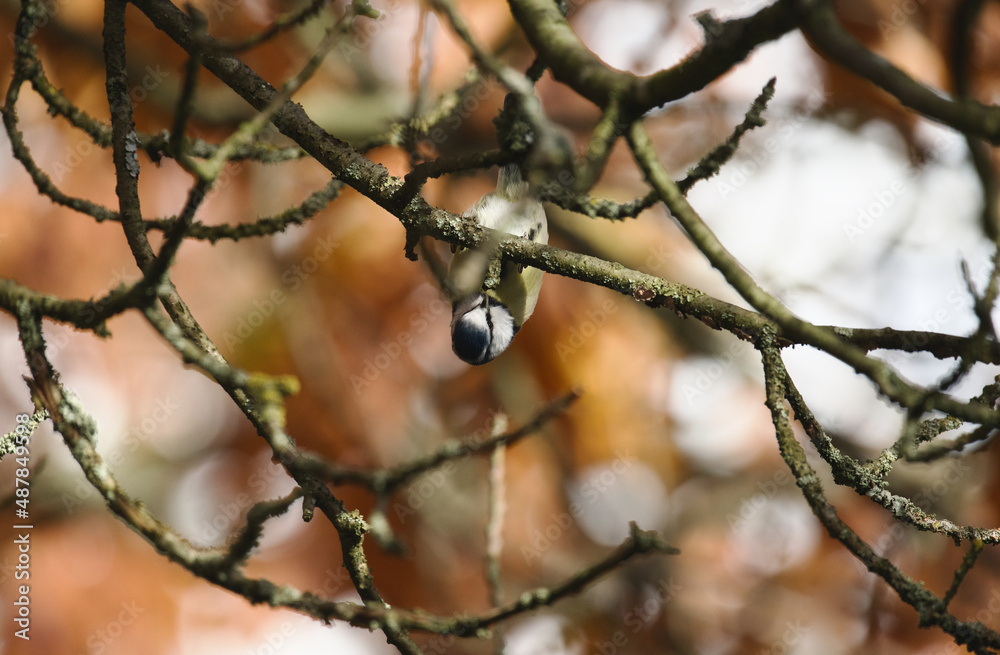 Blaumeise in einem Baum mit herbstlich gefärbtem Laub, Quercus rubra , Cyanistes caeruleus
