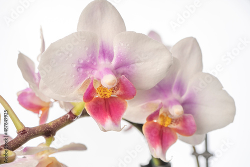 Phalaenopsis orchid. Orchid flower. close-up, isolated background. Place to copy.
