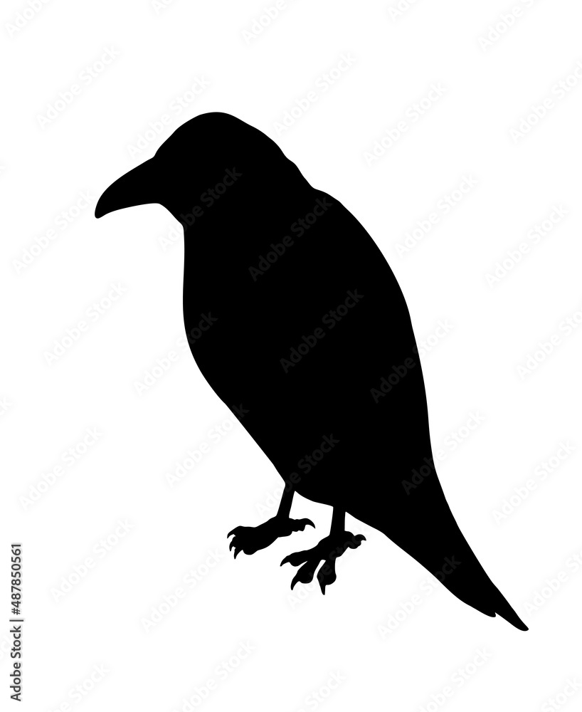 Crow illustration design Crow illustration design
