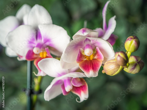 Phalaenopsis orchid. Orchid flower. close-up  irrigation  green background. Place to copy.
