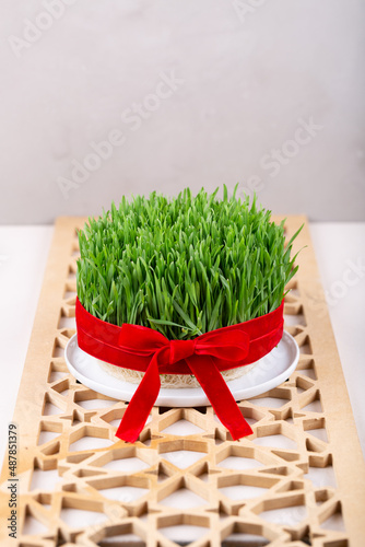 Green fresh semeni sabzi wheat grass in white plate decorated with red ribbon with wooden shebeke pattern, Novruz spring equinox celebration in Azerbaijan