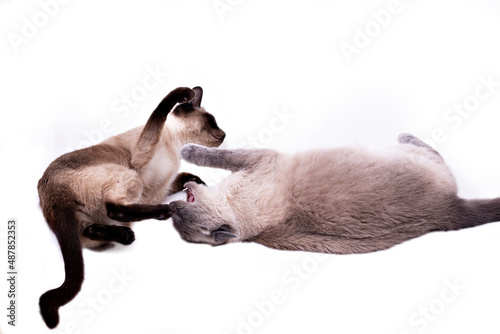 Fotografia Two Thai cats are fighting lying on the floor