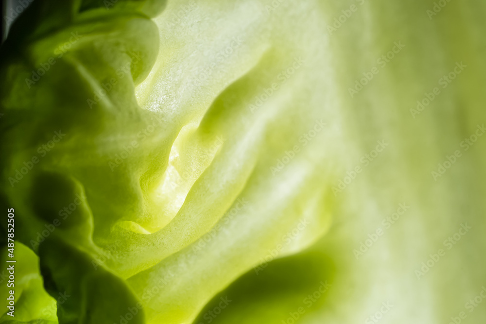 Green leaf, texture or background. Macro food photo. Green leaf, texture or background. Macro food photo.