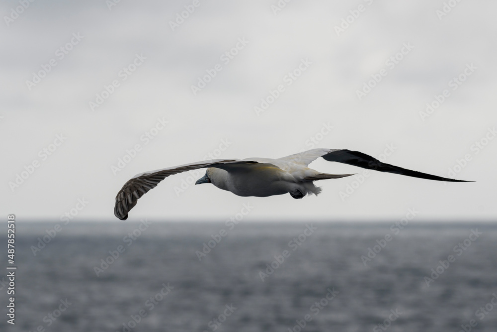 Flying gannet - large seabird with mainly white plumage Flying gannet - large seabird with mainly white plumage