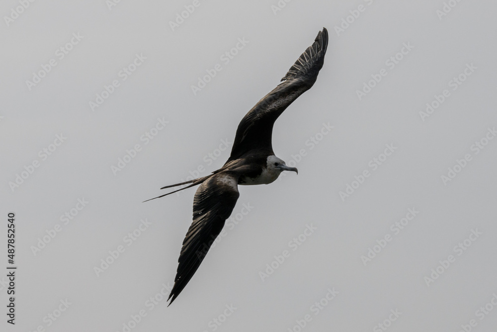 Fototapeta premium Frigate bird flying in blue sky. Large seabird.