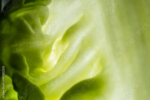 Green leaf, texture or background. Macro food photo.