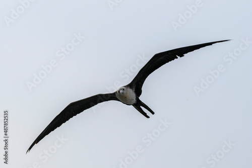 Frigate bird flying in blue sky. Large seabird.
