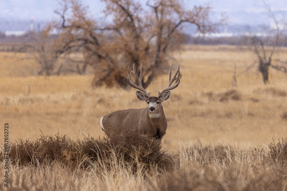 Obraz premium Mule Deer Buck in Colorado in Autumn