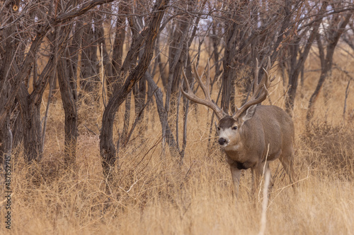 Mule Deer Buck in Colorado in Autumn