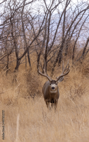 Fototapeta Naklejka Na Ścianę i Meble -  Mule Deer Buck in Colorado in Autumn