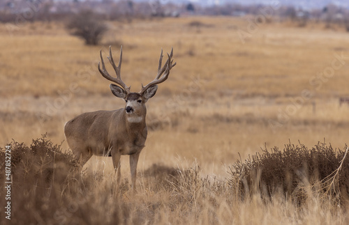 Mule Deer Buck in Colorado in Autumn