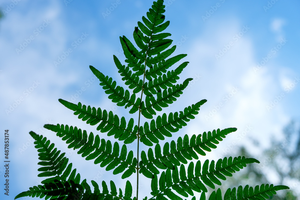 fern leaf is green against sky