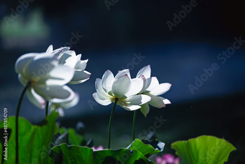 Lotus in the Pond