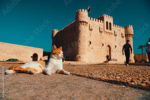 Photo Amazingly cute cat sitting in the garden of the alexandria citadel, area open to the public