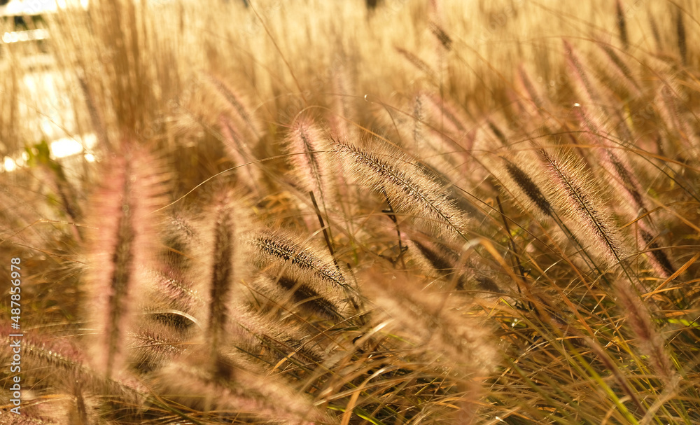 Fluffy golden ears of dry grass, cereal plants sway in the wind. Abstract natural background. Pattern with neutral, natural colors. Minimal, stylish, trend concept. Selective focus.