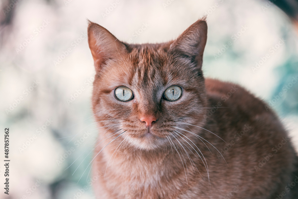 ginger cat portrait